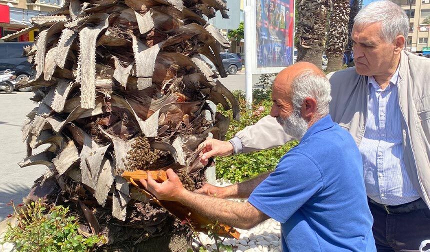 Nazilli’de arılar şehir merkezine indi.. Yüzlerce arı aynı yerde toplandı