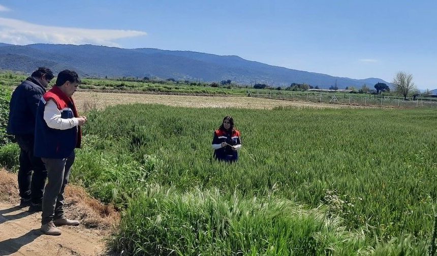 Hububat ekili araziler denetlendi