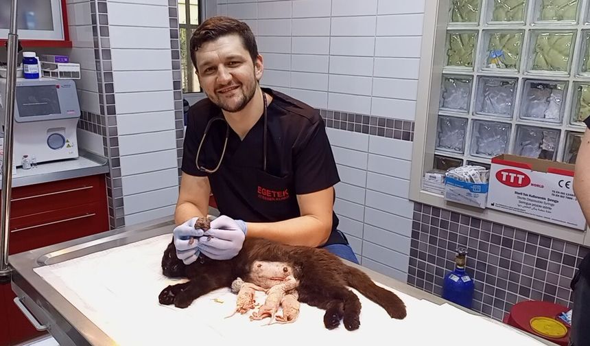 Nazilli’de anne ve 3 yavru kurtarıldı