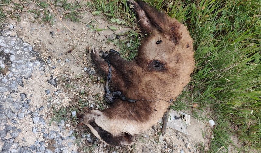 Nazilli’de vicdanları sızlatan görüntü.. Masum bir cana kıyıldı