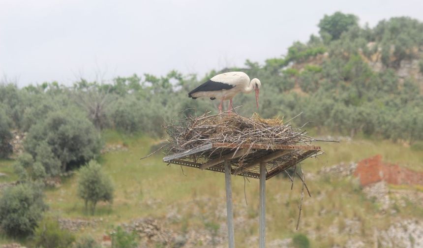 Elektrik telleri üzerine yuva yapan leylekler için yeni yuva yapıldı