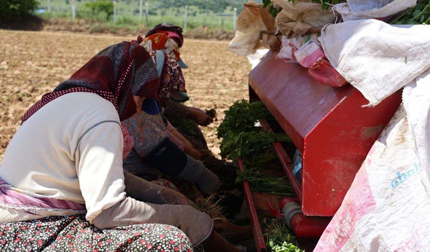 Aydın'da biberler toprakla buluştu
