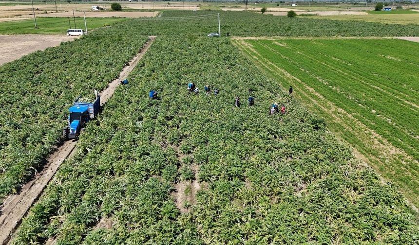 "Yeşil elmas" Aydın'da üretiliyor, yurdun dört bir yanına gönderiliyor