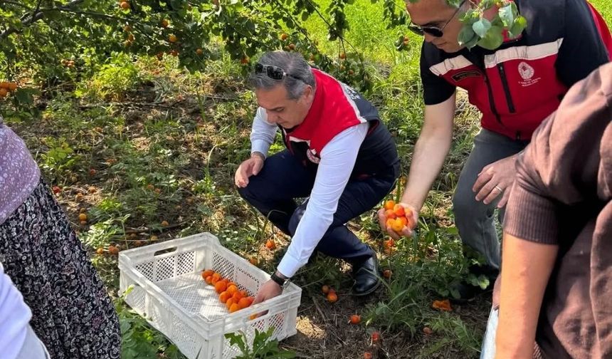 Kayısı bahçelerinde hasat başladı