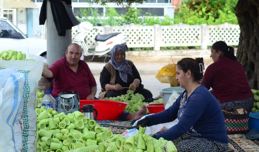 Nazilli'de kurutmalık sebze oymacılığı "bacasız fabrikaya" dönüştü