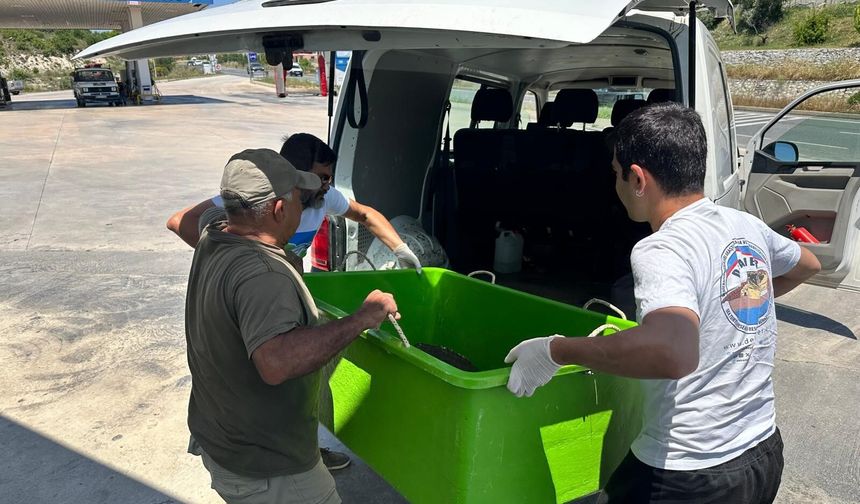 Yaralı Caretta caretta’ya yardım eli uzandı
