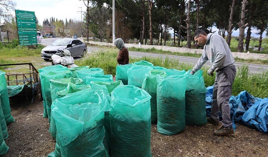 Aydın’da bahar bereketi, yağışlar hayvancılık sektörüne yaradı