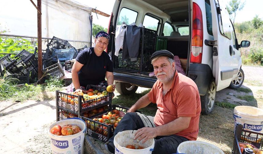 Dangalak domatesin hasadı başladı