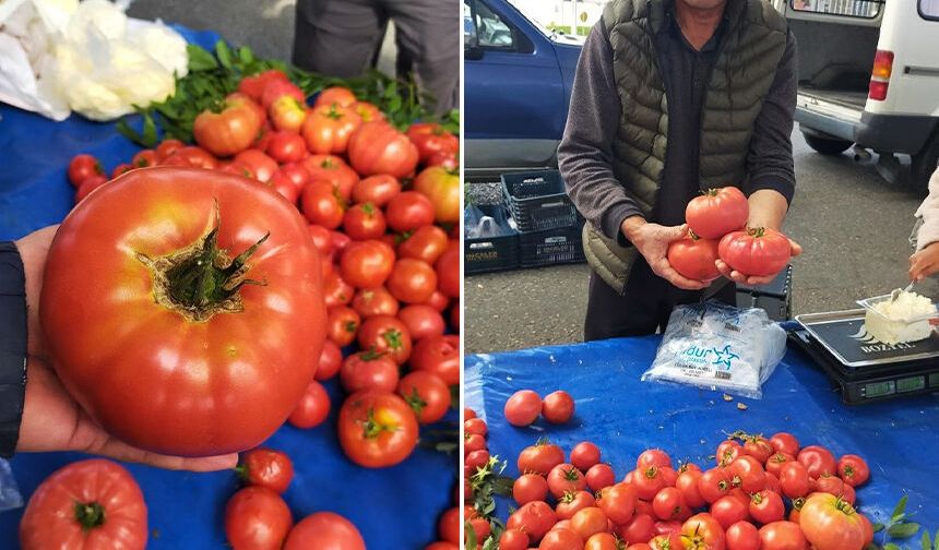 Aydın'da 850 gramlık domates pazarda ilgi gördü