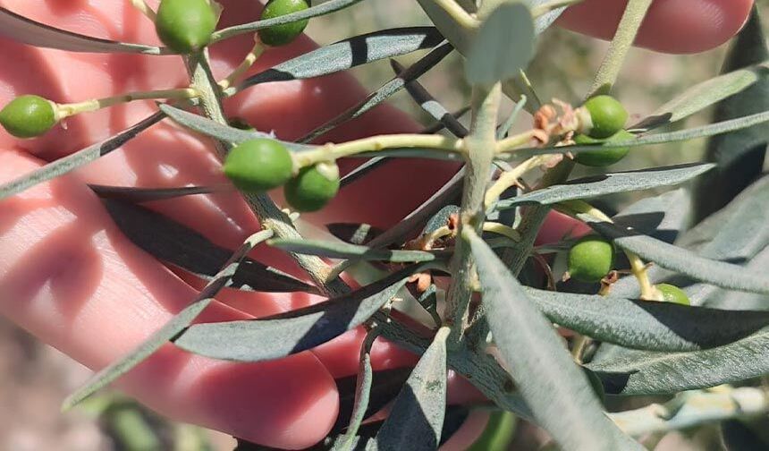 Zeytin üreticilerine "zeytin güvesi" uyarısı
