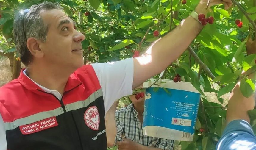 Aydın'da kiraz hasadı sürüyor