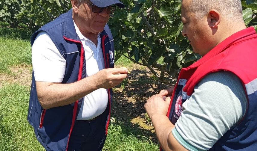 İncir üreticilerine zararlı uyarısı
