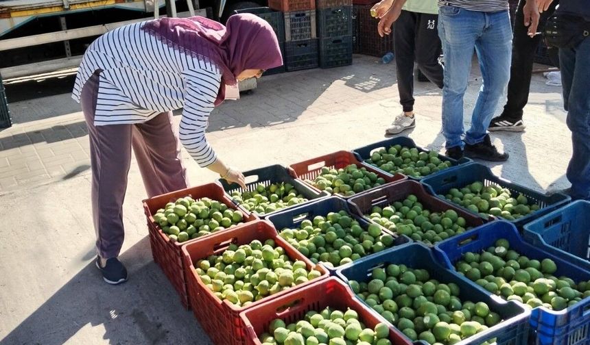 Bozdoğan’da ilek denetimleri aralıksız sürüyor