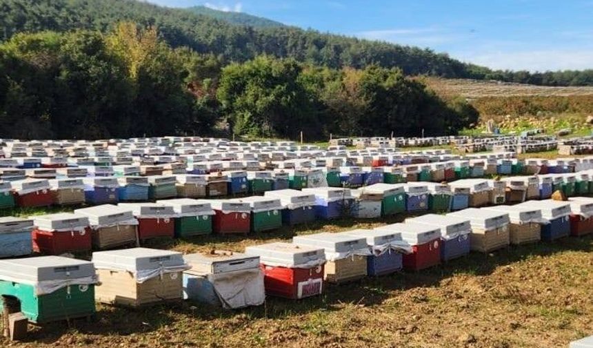 Aydın bal üretiminde 6. sırada yer aldı
