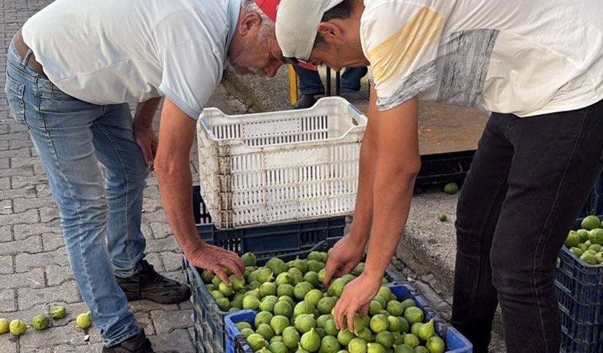 Bozdoğan ileği kalitesiyle üreticilerin ilk tercihi arasında