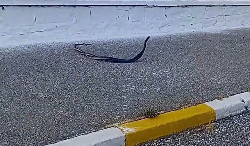 Bozdoğan’da yılanların çiftleşme dansı kamerada