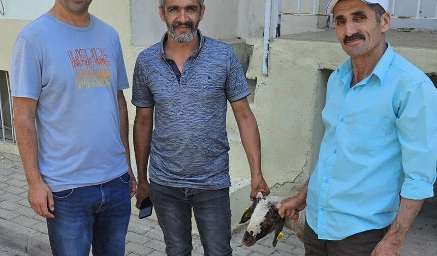 Kapılara toslayan kuzunun sahibi küpesinden bulundu