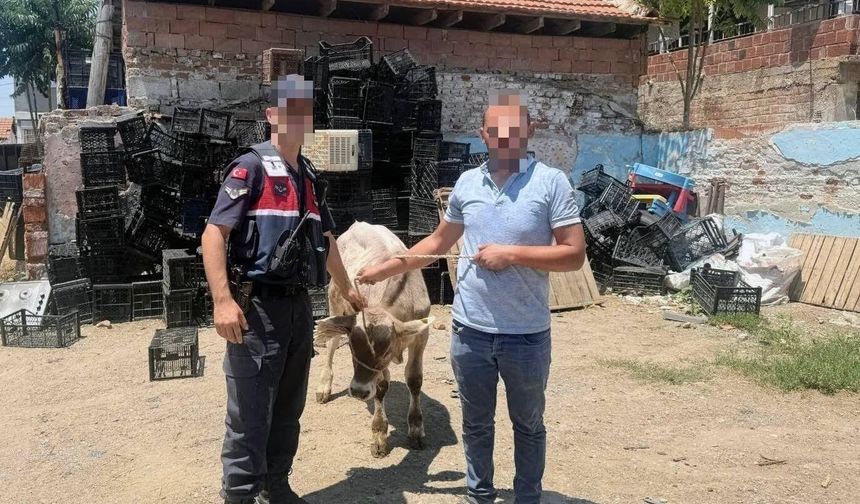 Ahırdan çalınan büyükbaş hayvan bulundu