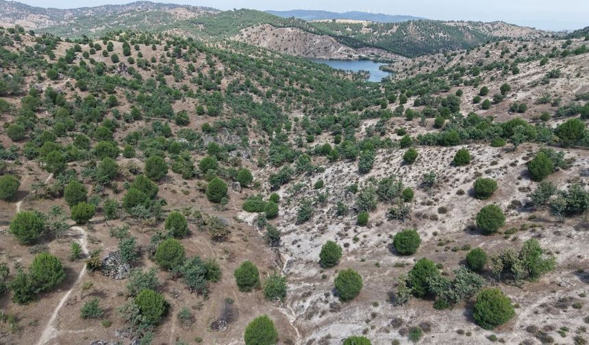 Aydın'da 15 yıl önce dikilen fıstıkçamları kozalak vermeye başladı