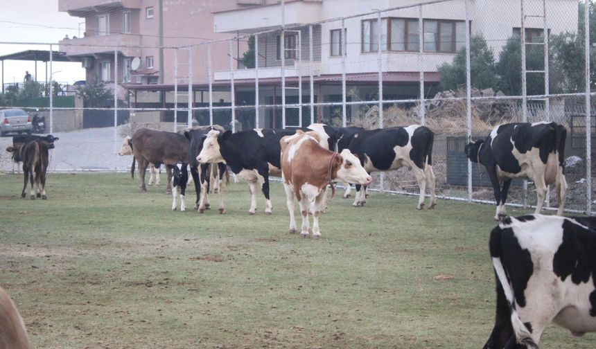 Alevlerin ulaştığı mahallede hayvanlar halı sahada korumaya alındı
