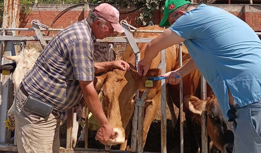 Yetiştiricilere kulak küpesi uyarısı