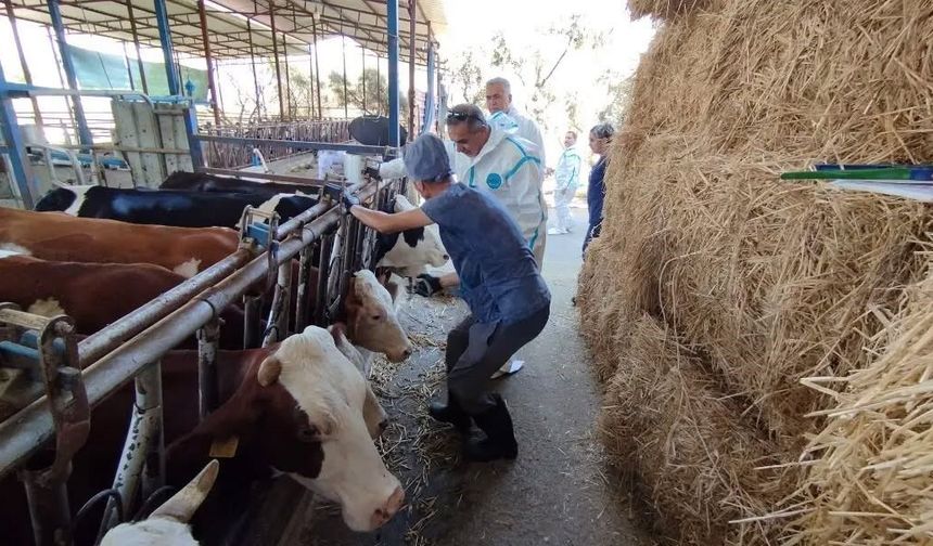 Aydın’da sonbahar şap aşısı kampanyası başladı