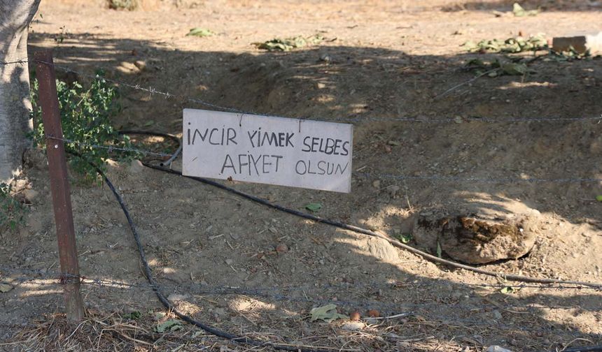 Aydın'da incir bahçesine asılan not yüzleri gülümsetti: İncir yimek selbes