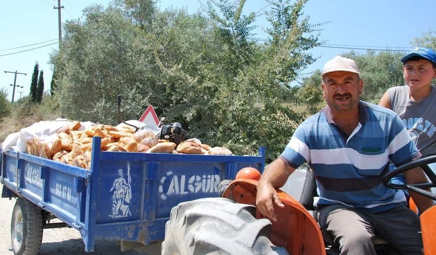 İnsanlar aç kalmasın diye üretiliyor, hayvan yemi olarak satılıyor