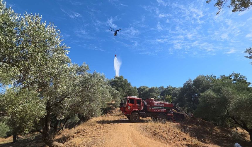 Nazilli’de çıkan yangında 2 dönüm zeytinlik zarar gördü