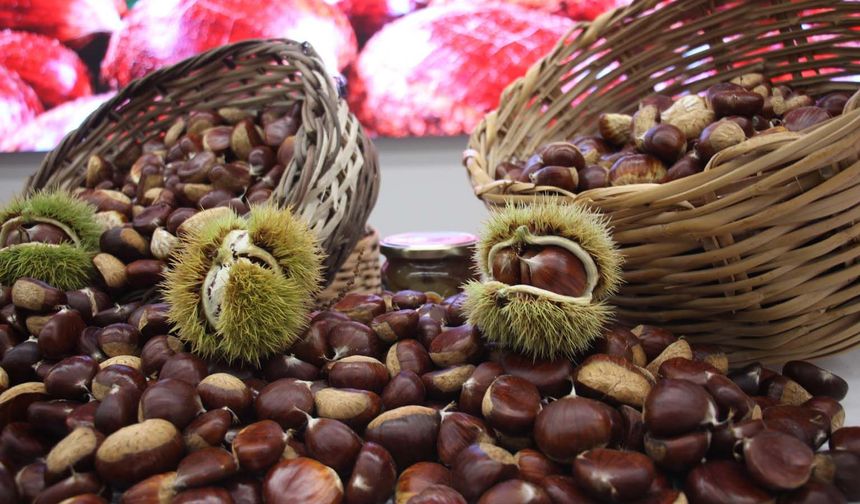 Aydın kestanesinde sezonun ilk ürünü 600 TL'den alındı