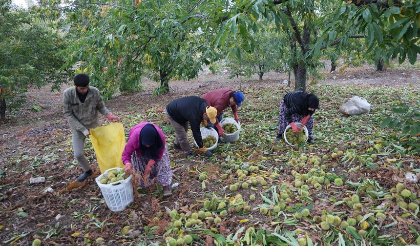 Aydın'da dağlardaki kestane hasadı sona erdi