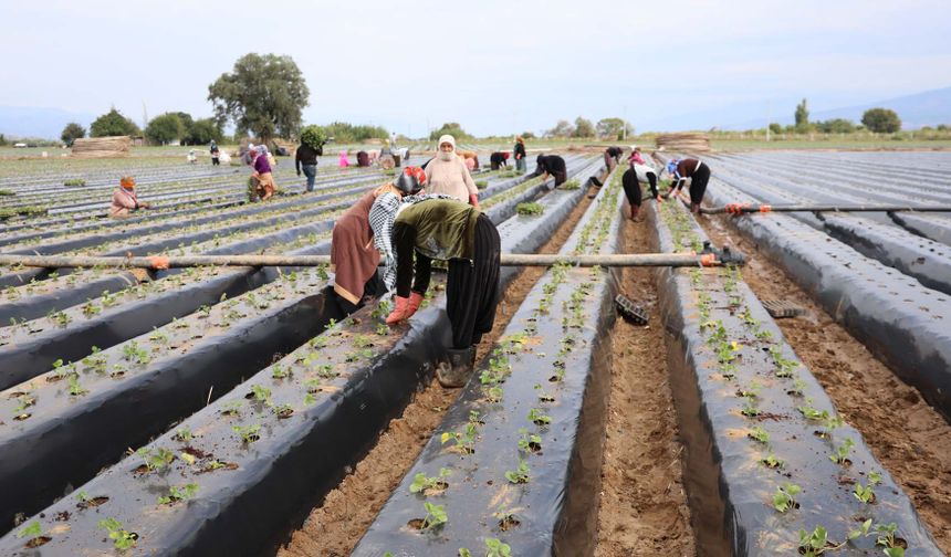 Aydın'da çilek üreticisi yeni sezon dikimlerine başladı