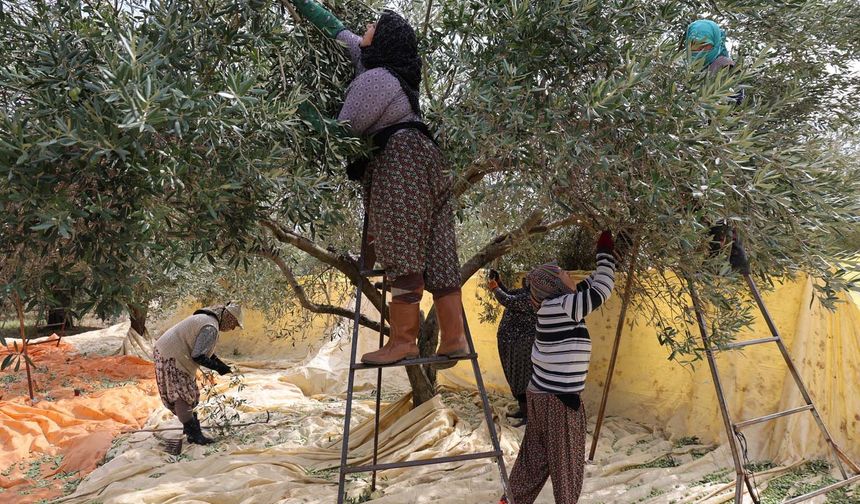 Aydın'da zeytin hasadı başladı