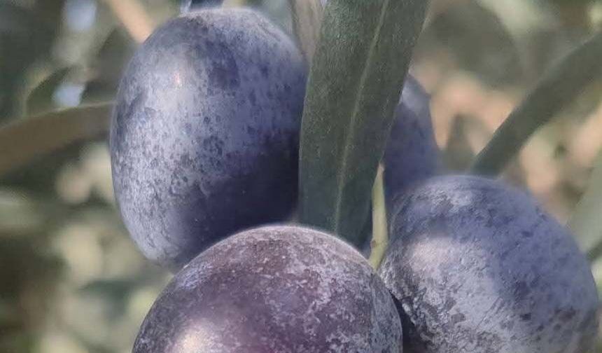 Zeytin üreticilerine zeytin sineği uyarısı