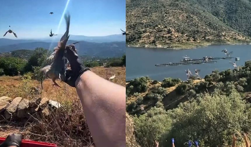 Aydın'da doğal yaşam alanlarına kınalı keklik salımı yapıldı