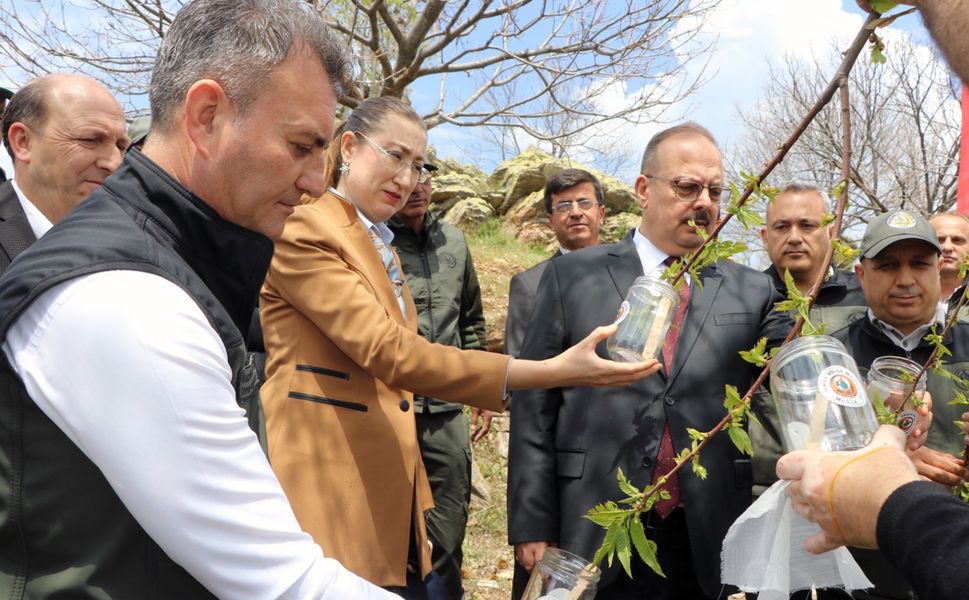 Aydın'da kestane zararlısına karşı biyolojik mücadele