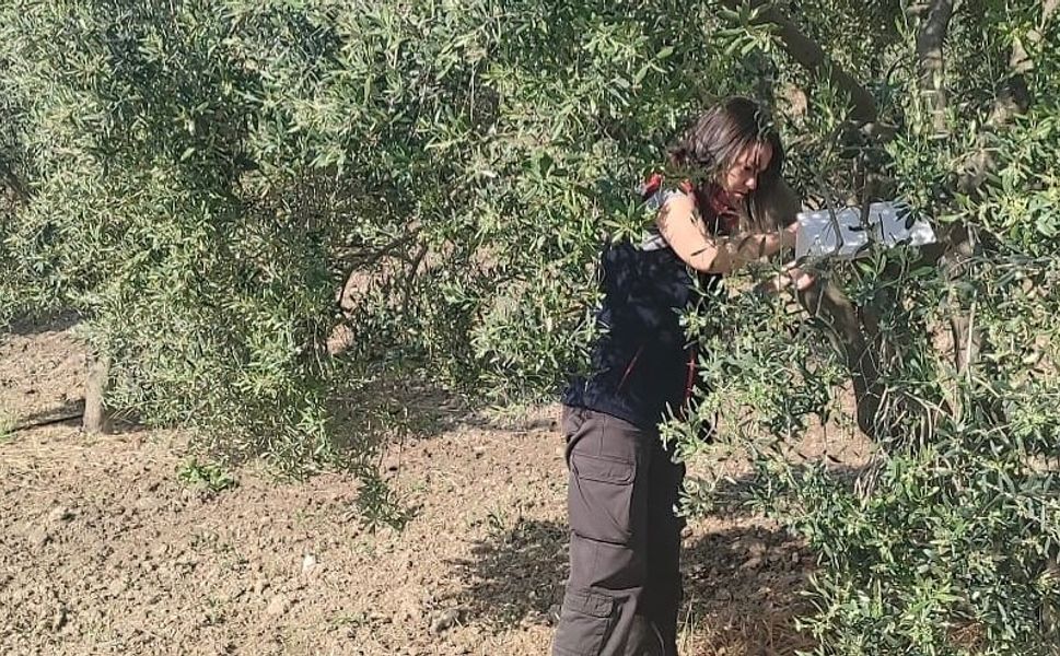 Zeytinliklerde hastalık ve zararlı denetimi yapıldı