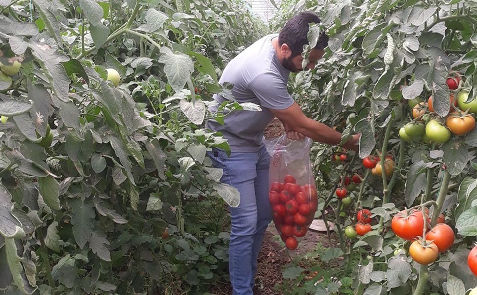 Domateste hasat öncesi numuneler alındı