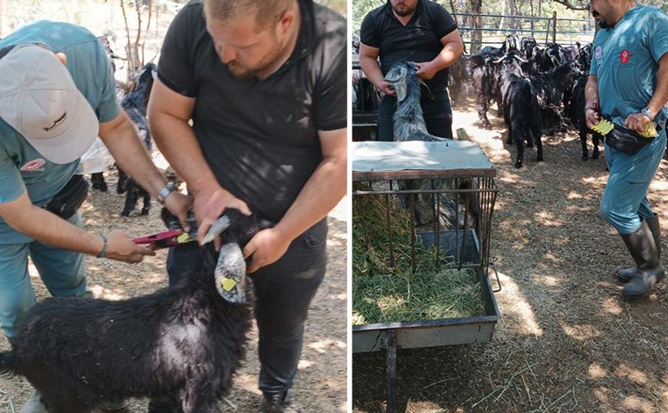 Nazilli’de küçükbaş hayvanlara veba ve çiçek aşısı yapıldı