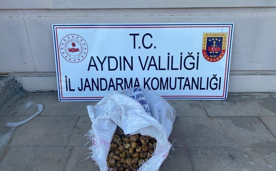 Bahçeden 50 kilo incir çalan şüpheliler jandarmadan kaçamadı