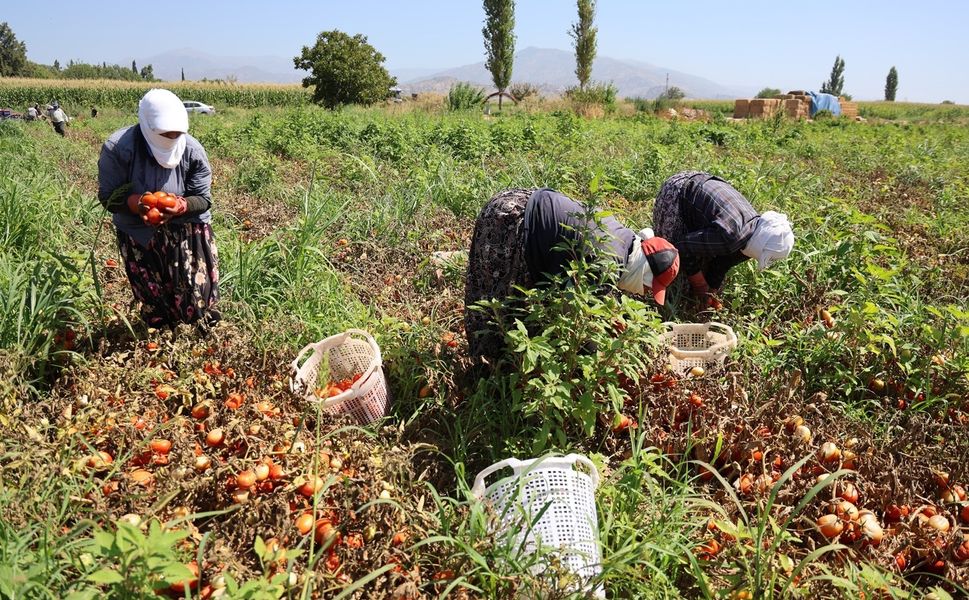 Domates işçileri çöl sıcaklarında saati 250 TL'ye ter döküyor