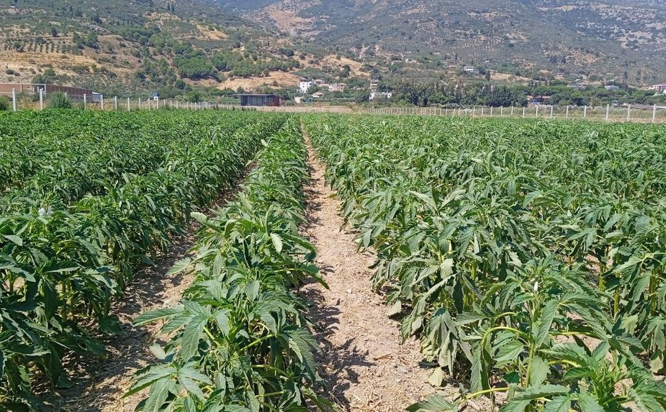 Alternatif ürün susamda kontroller yapıldı