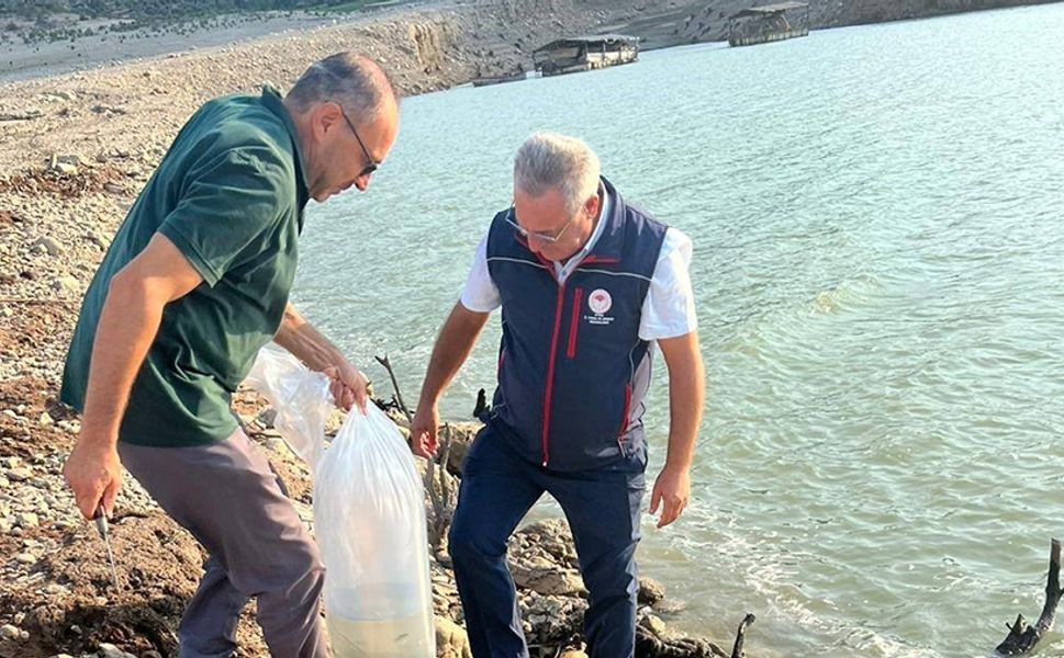 Kemer Barajı’na 600 bin adet sazan yavrusu bırakıldı