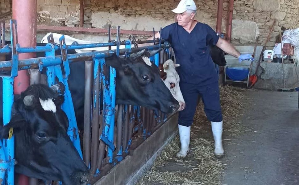 Nazilli’de şap aşılama çalışmaları tamamlandı