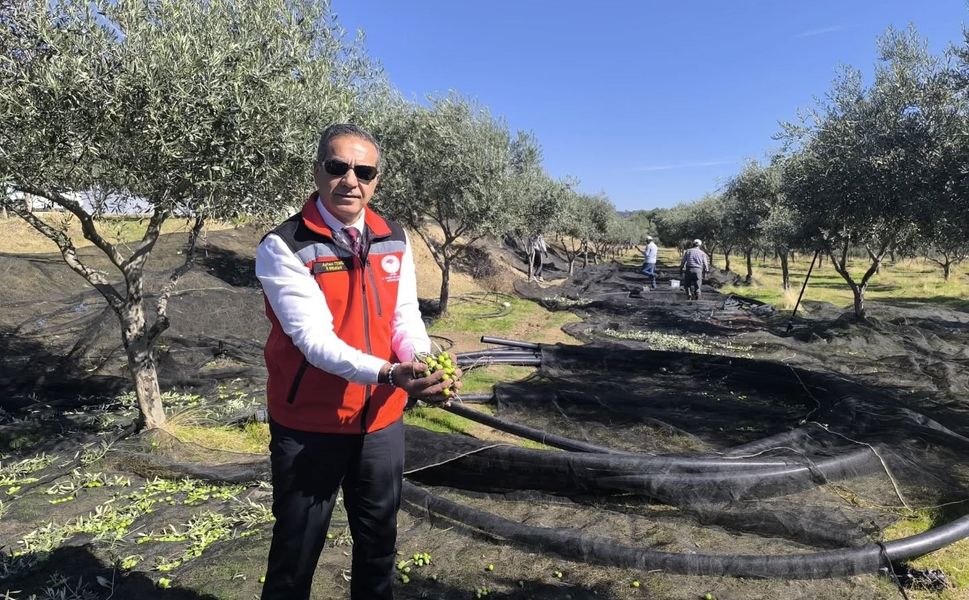 Aydın, zeytincilikte Türkiye’nin zirvesinde