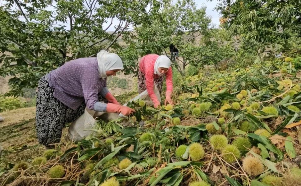 Nazilli’de kestane yevmiyeleri açıklandı
