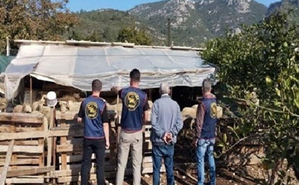 Germencik’te çalınan hayvanlar bulunarak sahibine teslim edildi