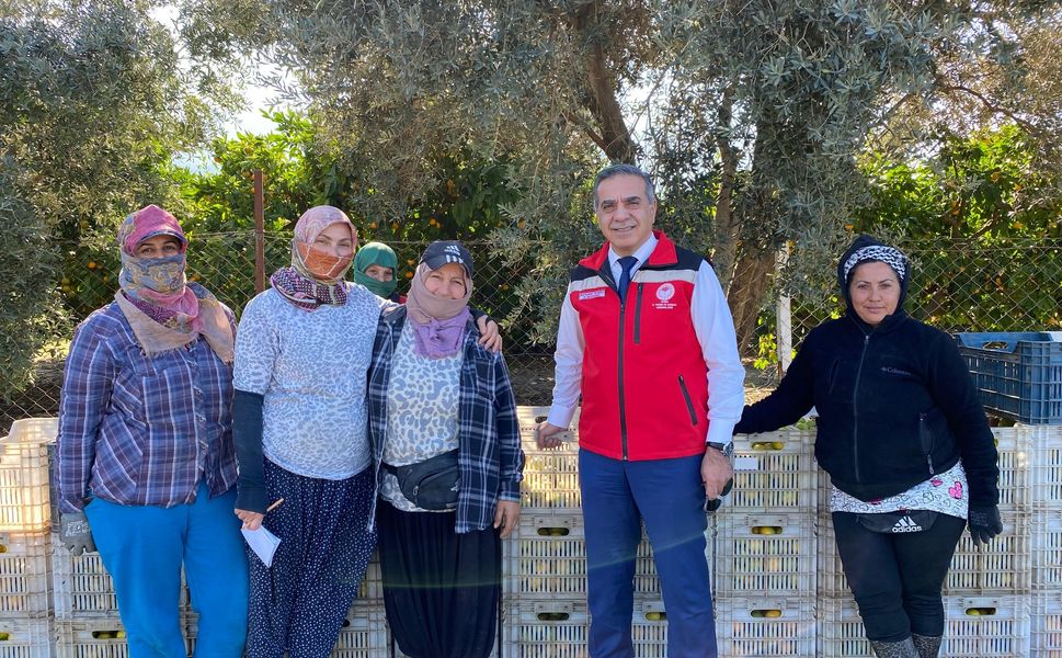 Aydın’da mandalina hasadı başladı