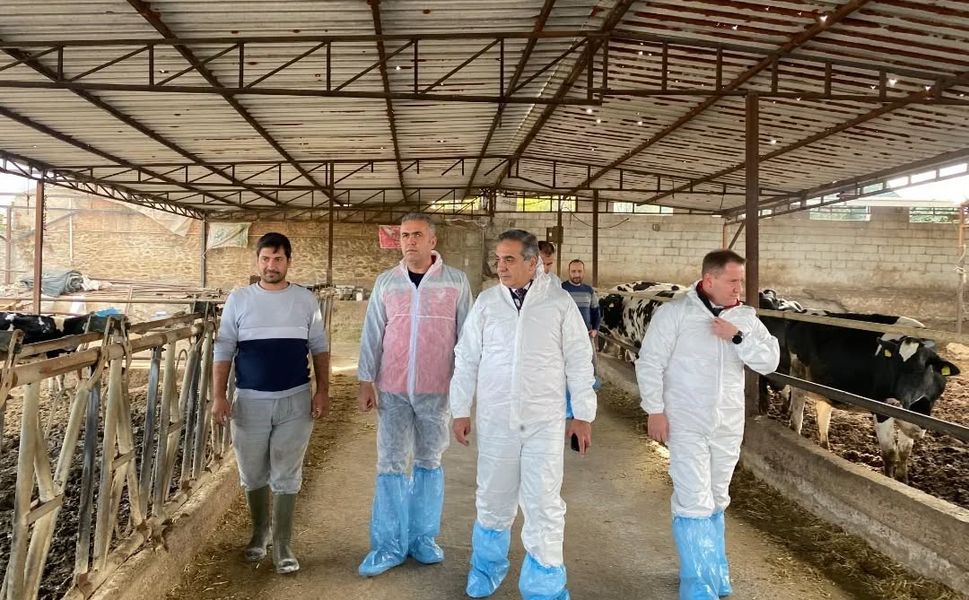 Aydın'da şap hastalığına karşı 565 bin 687 doz aşı uygulandı