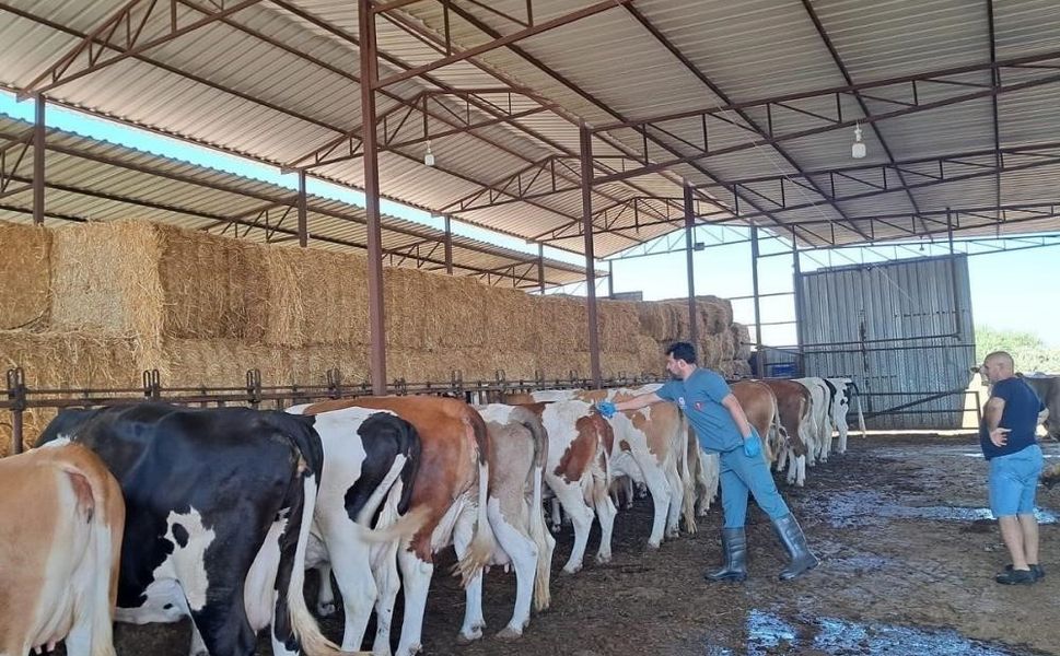 Bozdoğan’da hayvan otlatmak yasaklandı